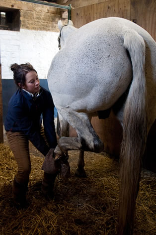 animal treatment